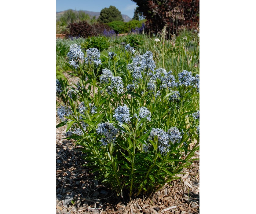 Eastern Blue Star
